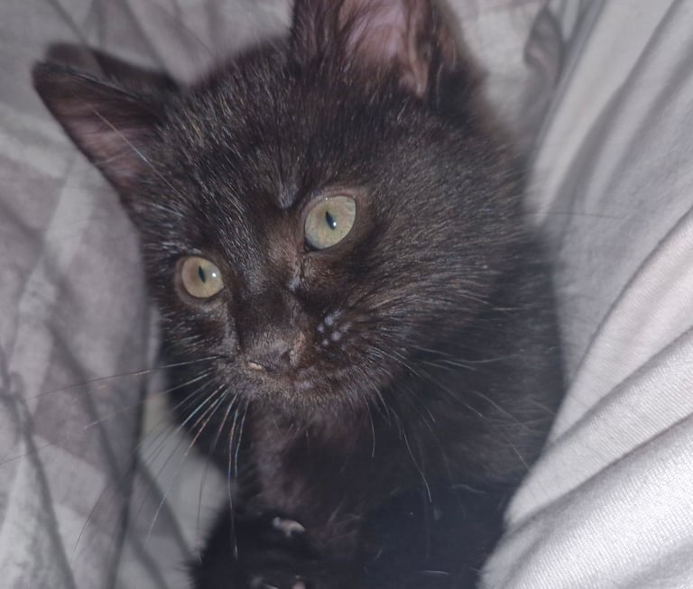 Kittens