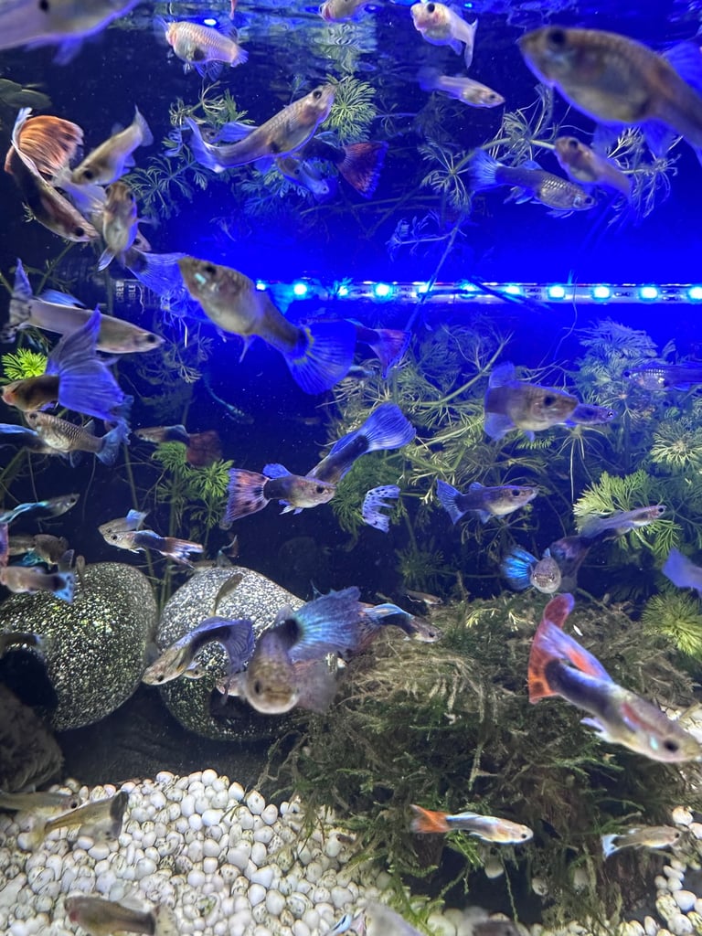 Aquarium Guppies
