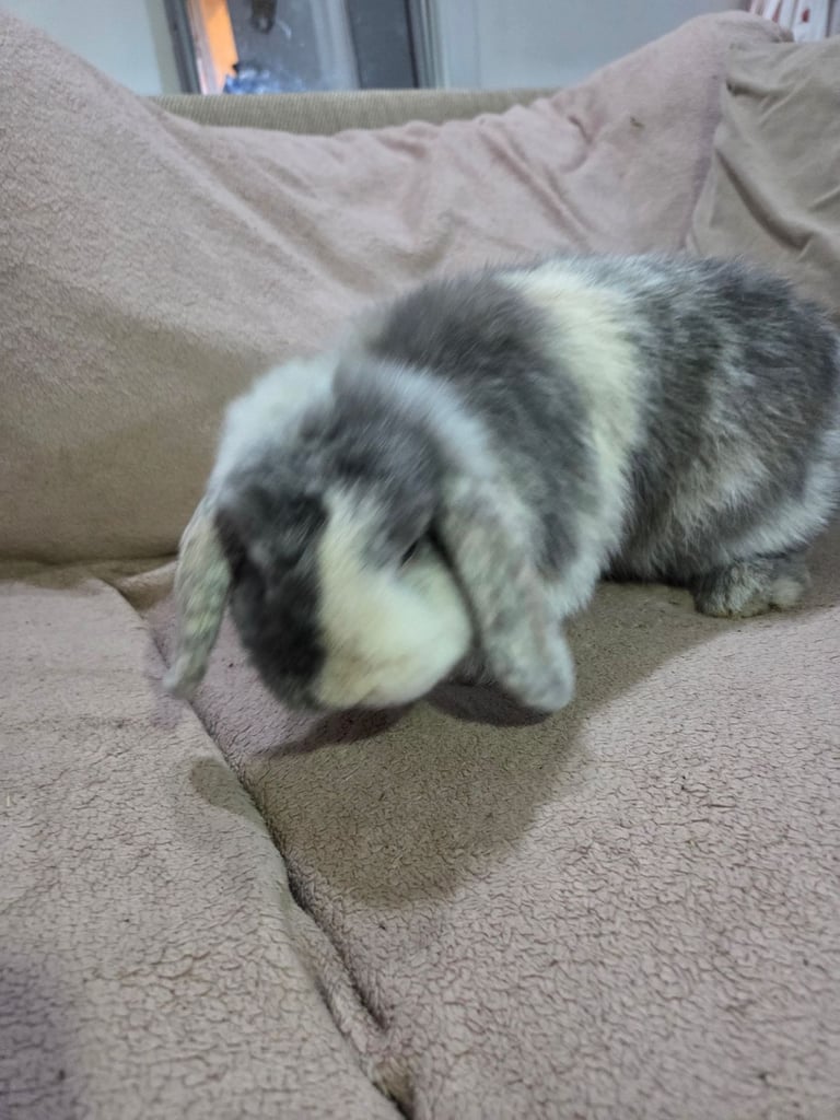 Beautiful mini lop brothers 7 months old