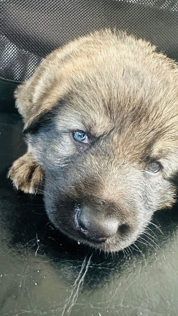 Lovely puppies shepherds for your family  