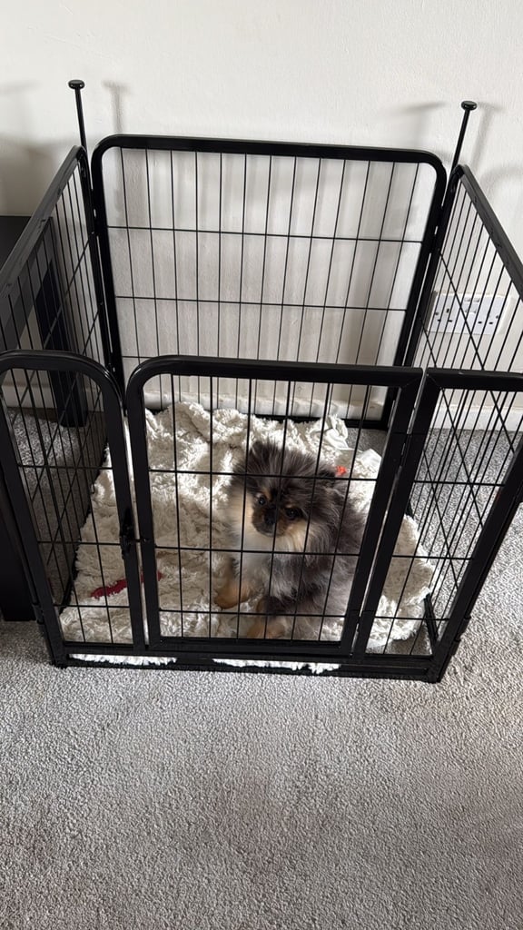 Pomeranian