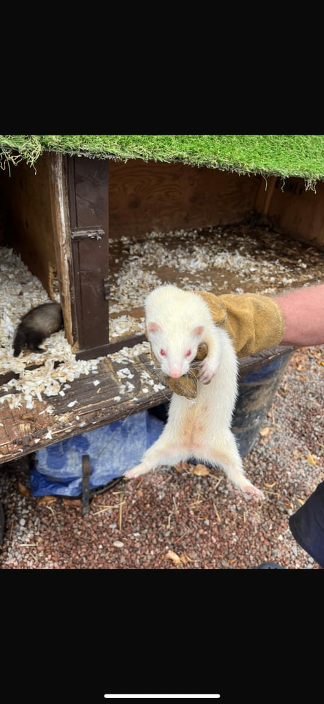 image for Ferrets for sale 