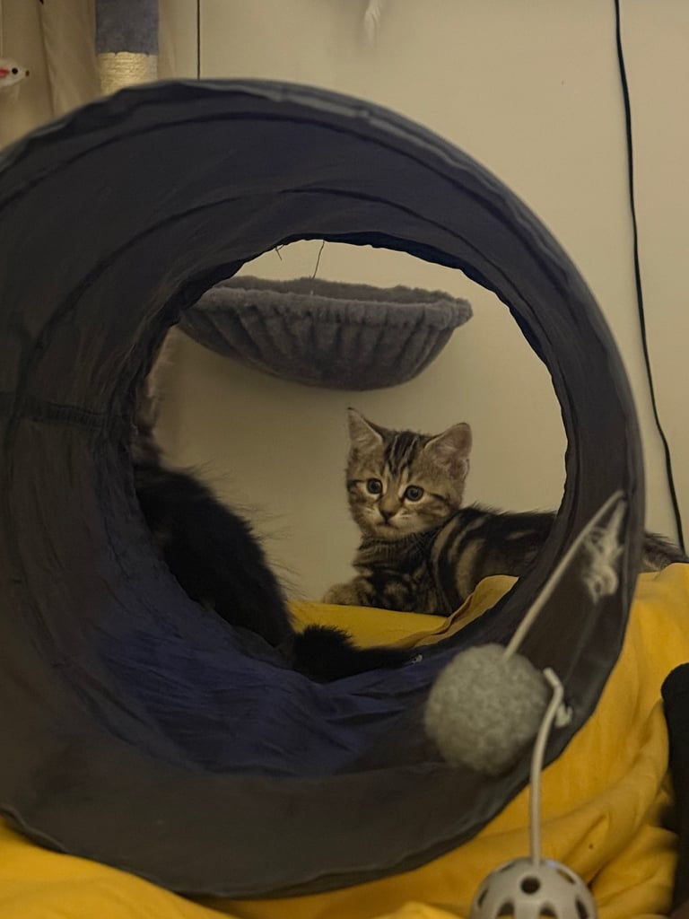 Beautiful 2-Month-Old Tabby Kittens Looking for Loving Homes
