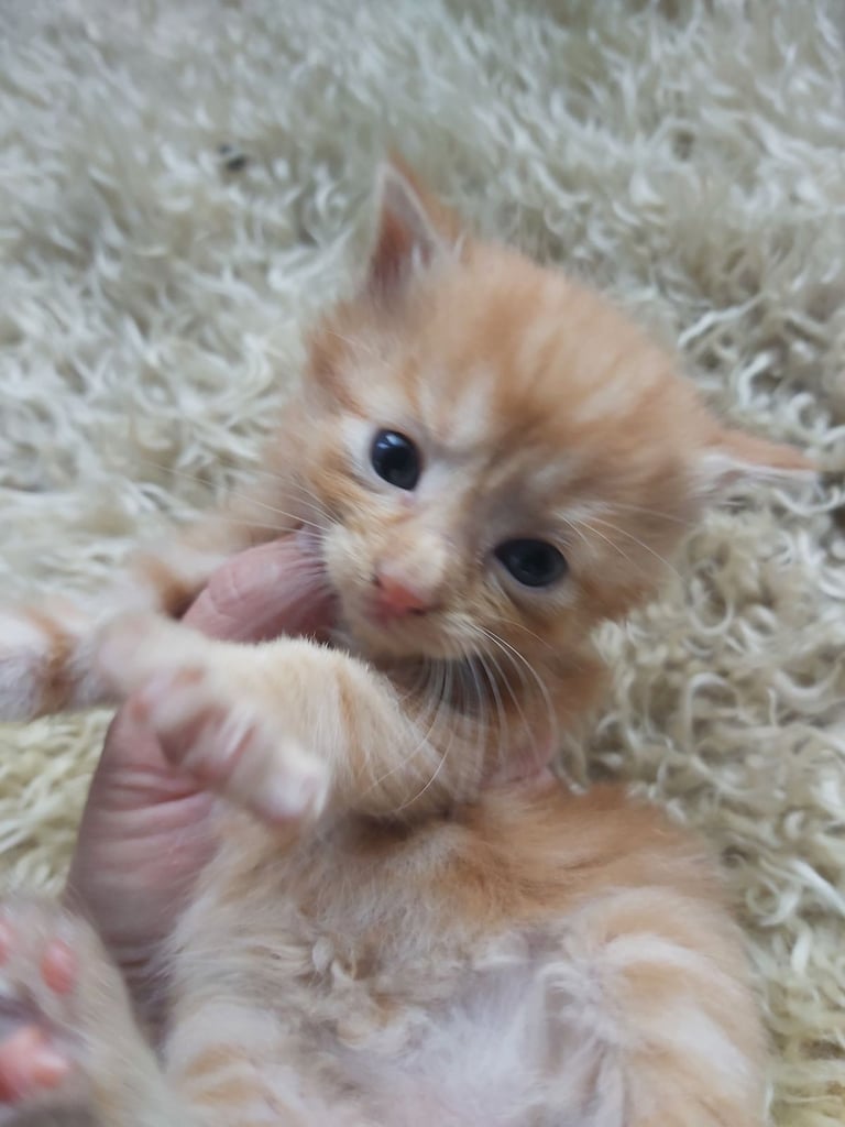 Gorgeous kittens for sale 