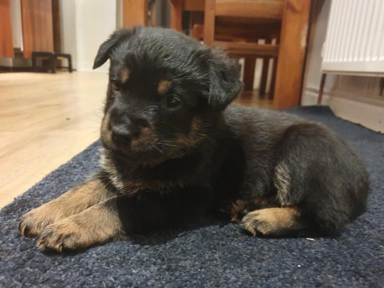 Gorgeous Rottweiler St Bernard Black Labrador mix