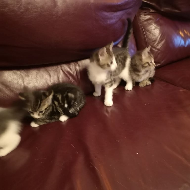 4 lovely kittens for sale 