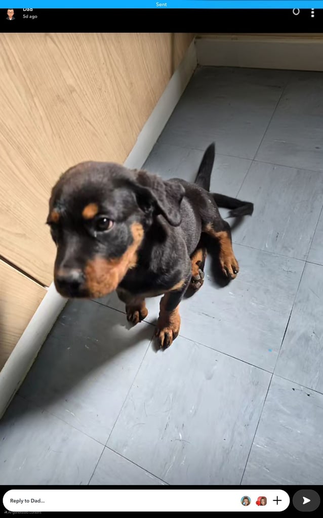 image for Rottweiler puppy ready for his forever home 