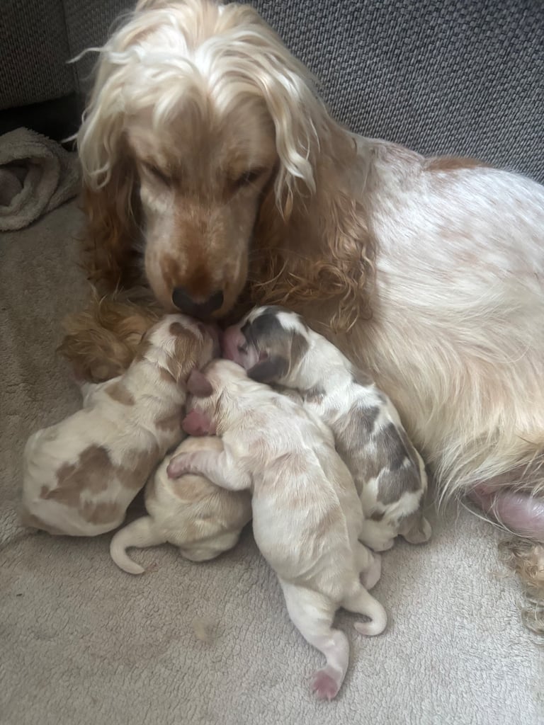 image for Show cocker spaniels 