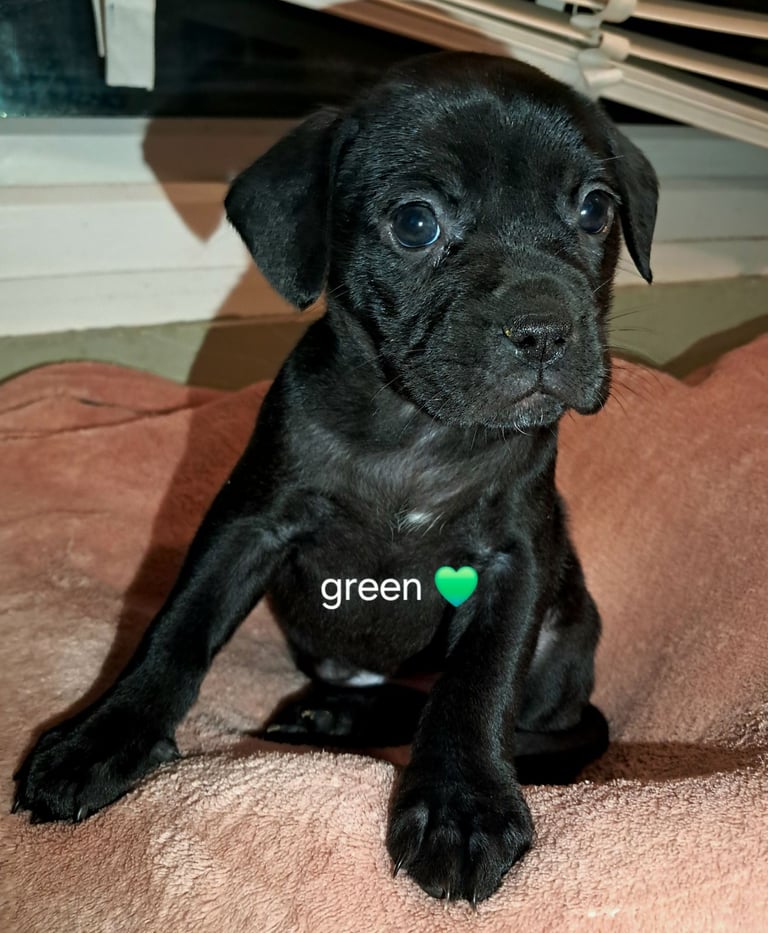 4 female frenchbulldog cross puppies left, ready 17th!!