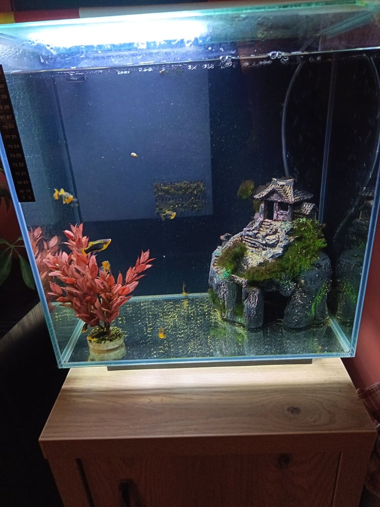 image for Fish tank, cabinet, fish and accessories