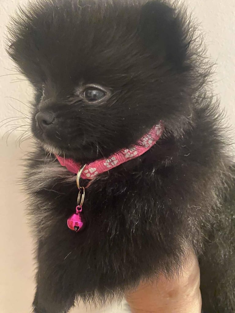 Pomeranian puppies - AVAILABLE 