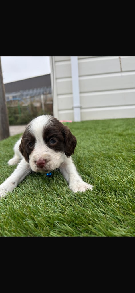 Cocker spaniel puppies4girls1boy left  READYTOLEAVE