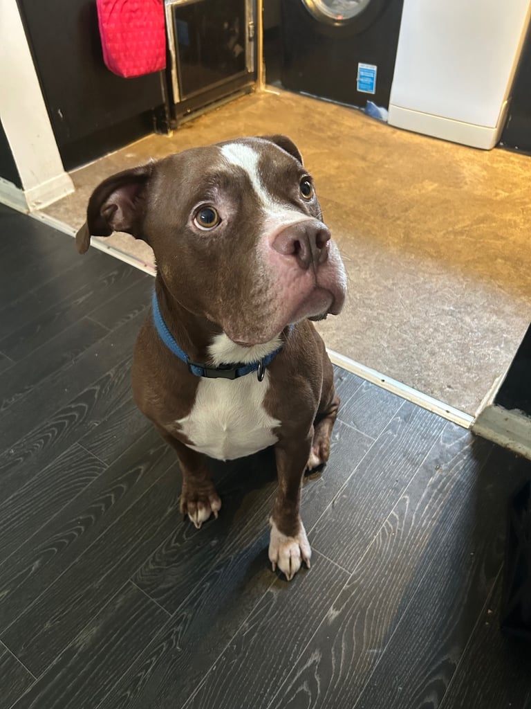 image for American bulldog/staff 