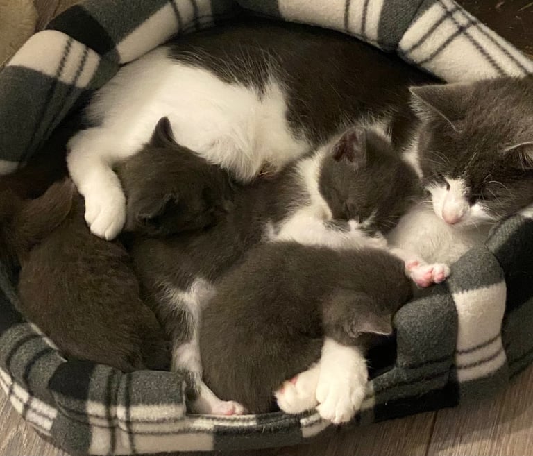 KITTENS 3 GIRLS READY NOW!!