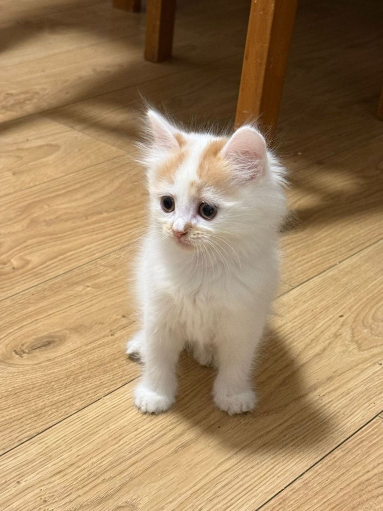 Half Ragdoll kittens