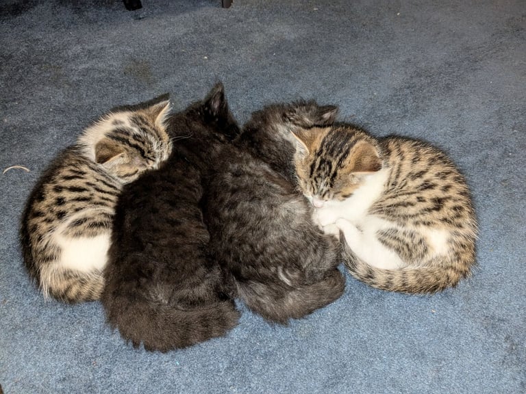Maine Coon Cross Kittens 
