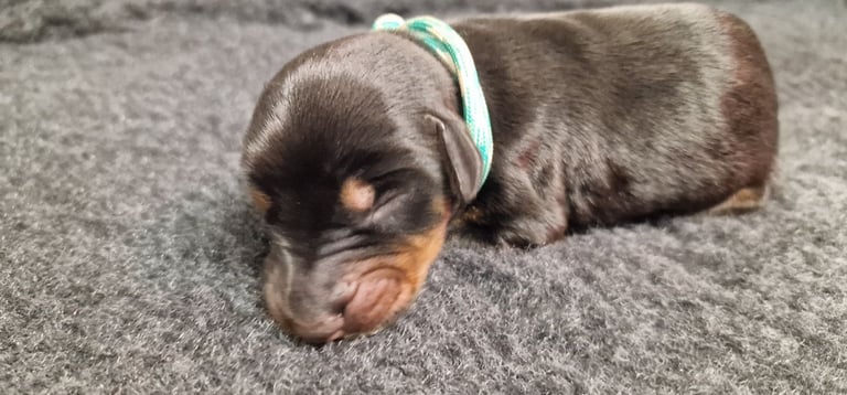 Top Line Doberman Puppies