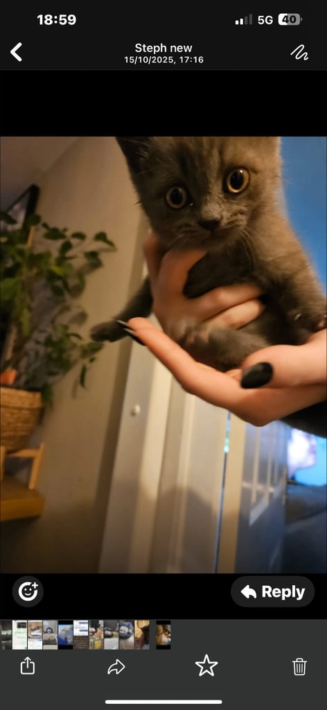 short haired boy kitten  