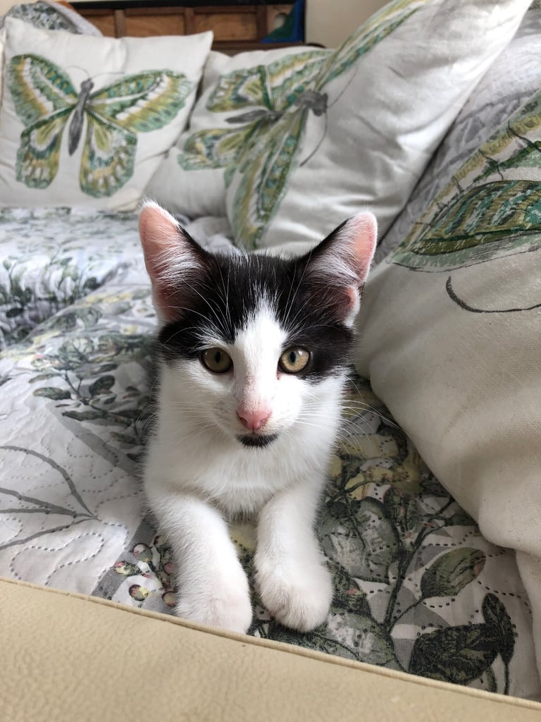 image for kitten for sale