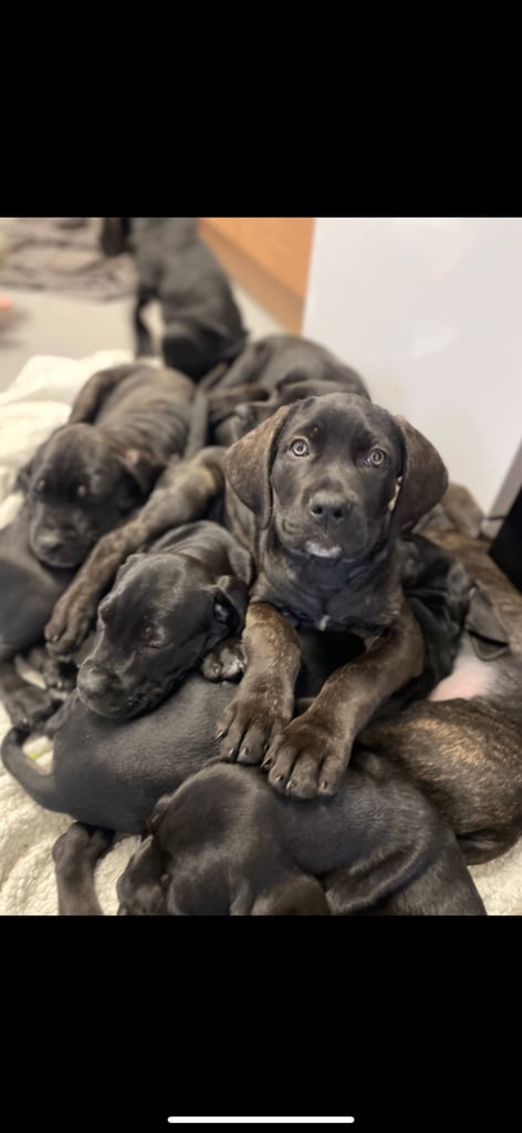 Beautiful 12-Week-Old Cane Corso Puppies Ready for Their New Homes