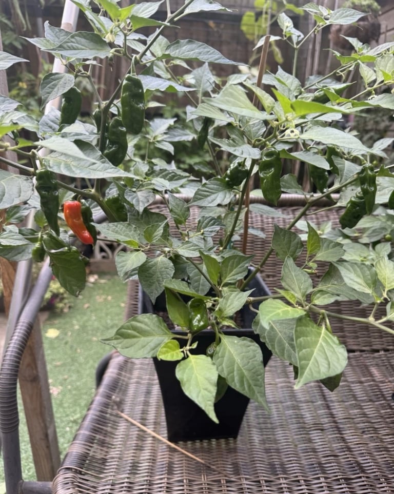 Naga chilli plant 