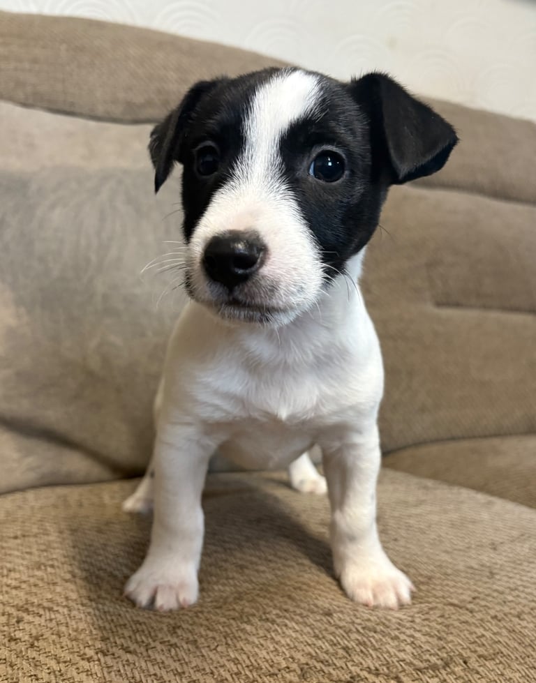 Jack Russell Puppys 