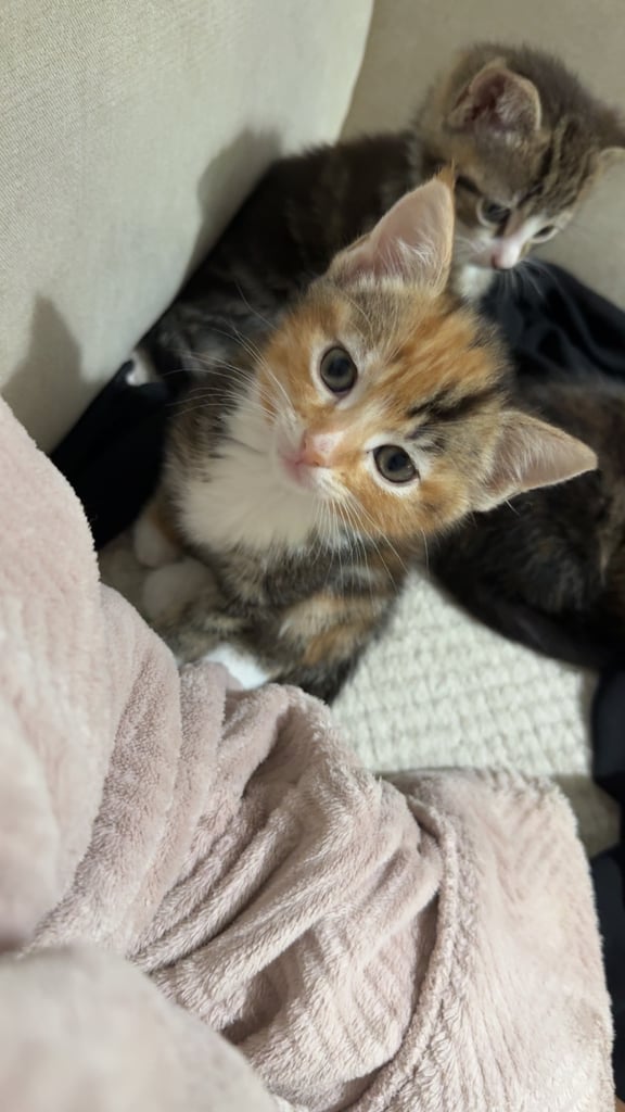 Kittens for sale 