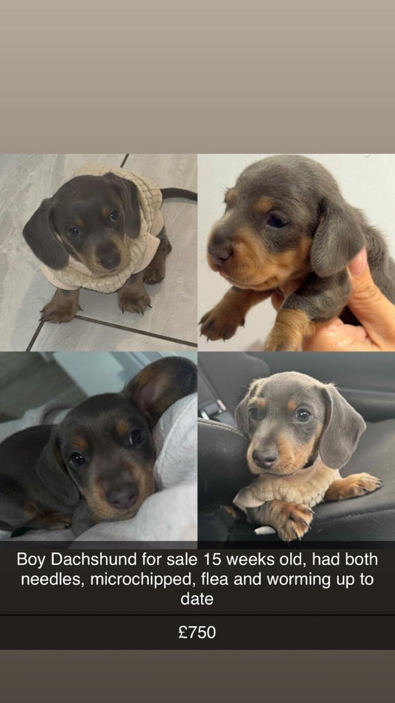Boy dachshund 