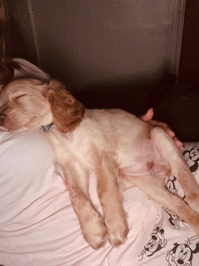 10 week old cockapoo 