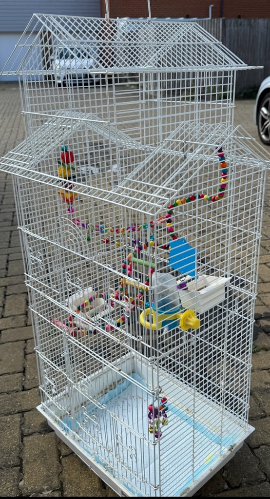 Baby budgies