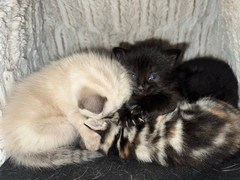 Kittens Reserve now!!! 