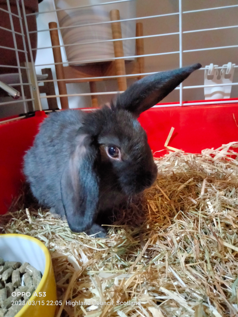 Indoor rabbits for sales sale near me