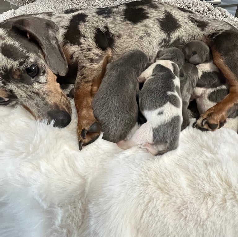  Based in crook county durhamMicro mini dachshunds 