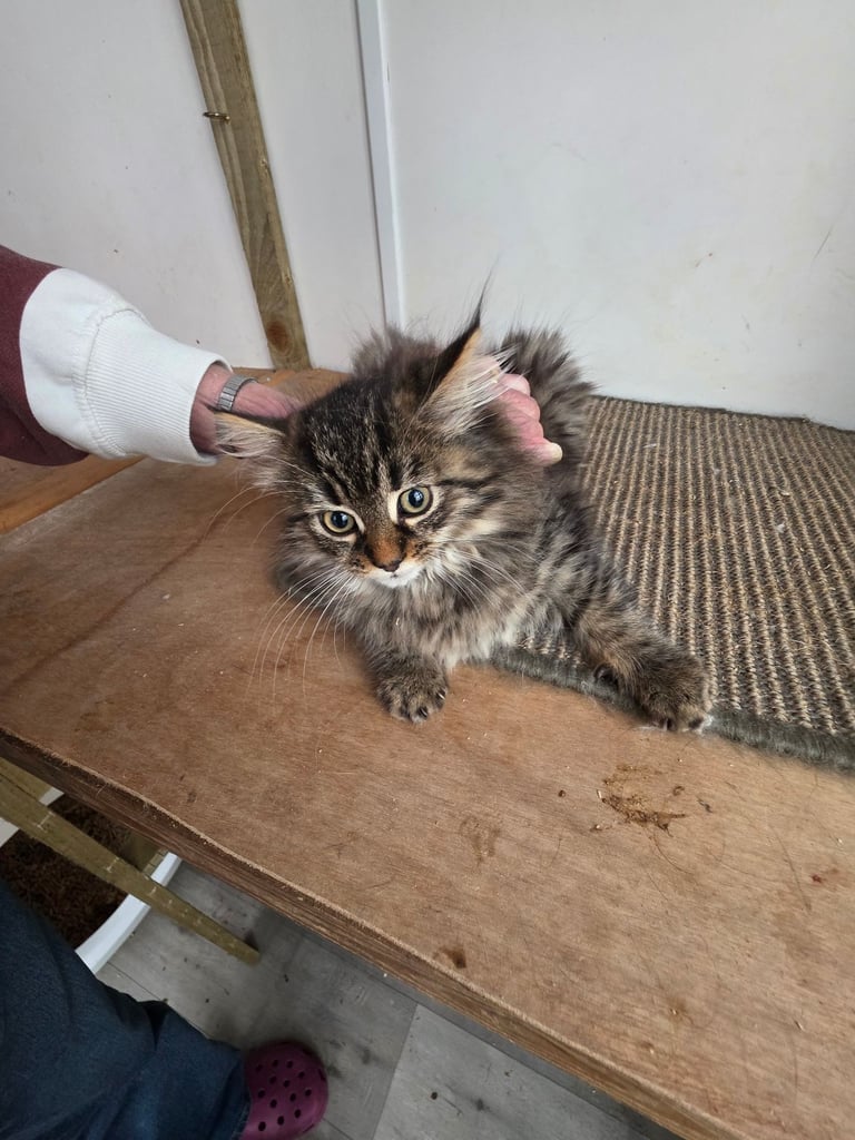 Polydactl maine coone kittens 