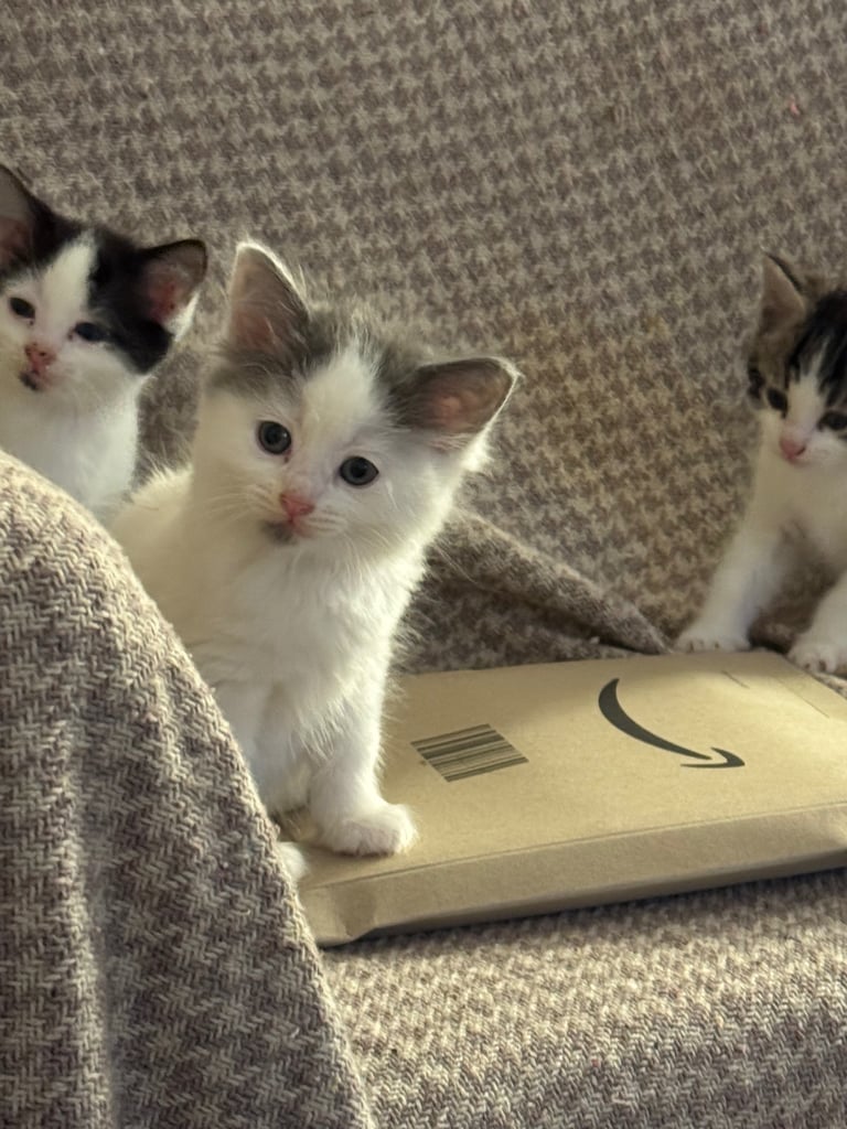 image for Kittens for sale