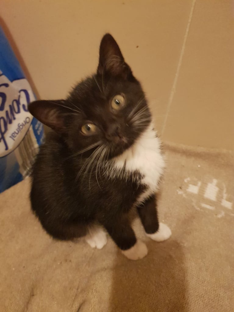 Ragdoll cross Turkish Angora kittens 