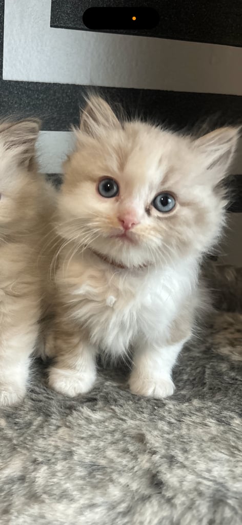 ragdoll x persian last boy available 