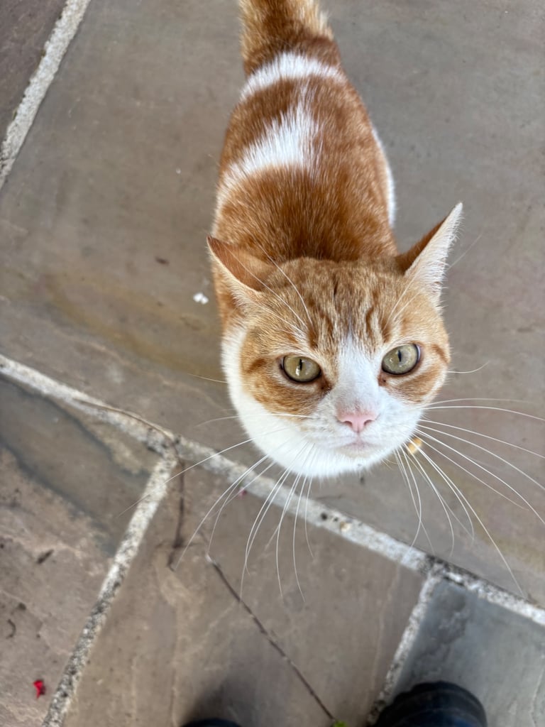 Ginger and white female cat 