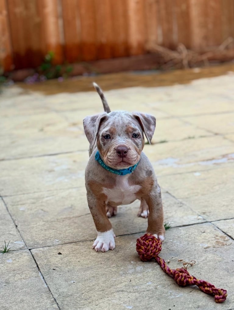 LAST FEMALE MERLE POCKET BULLY AVAILABLE‼️‼️