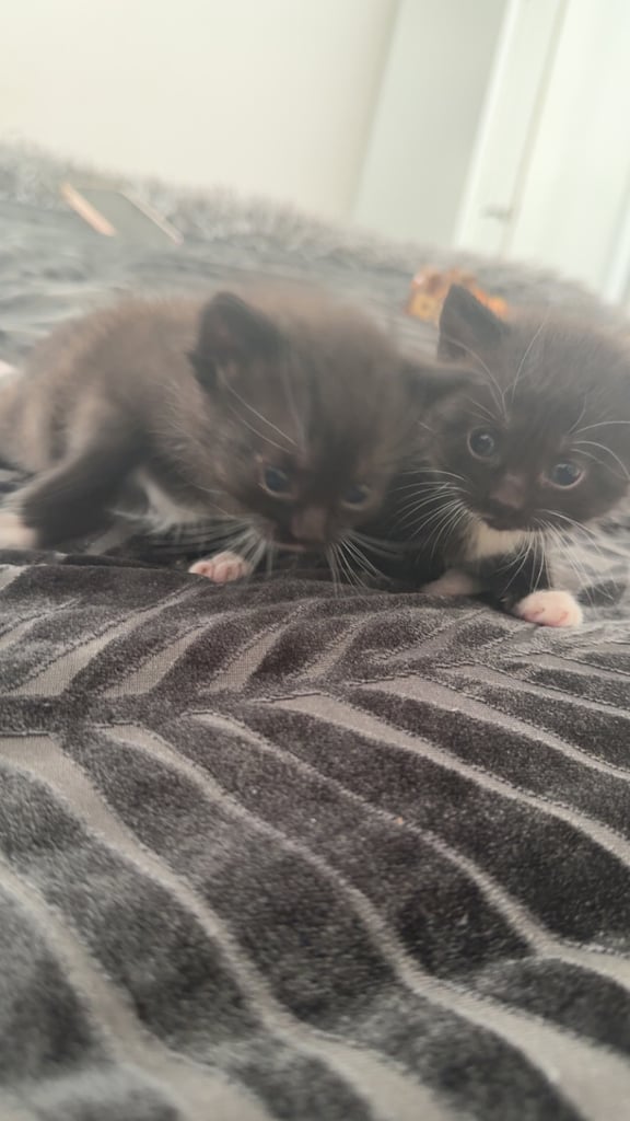 Kittens for sale £100