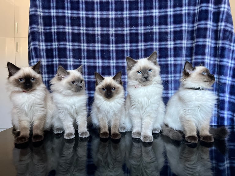 1 Adorable Ragdoll Boy left & Looking for Their Loving Home 