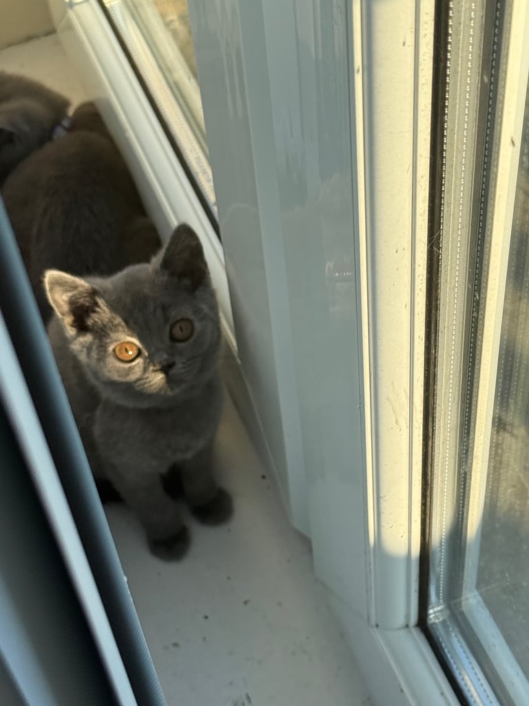 image for Cute & Playful Kittens Looking for a Loving Family 🏡🐾