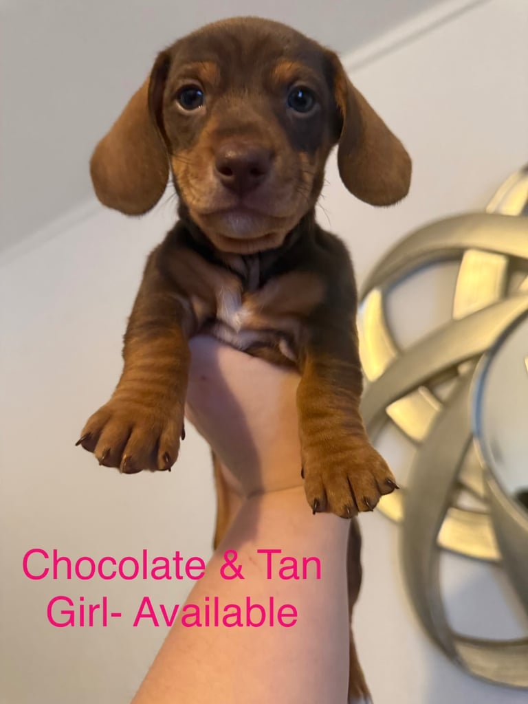 Miniature Dachshund puppies