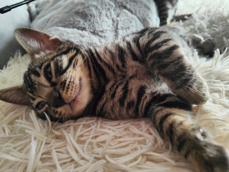 Charcoal/silver bengals