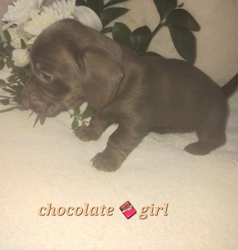 Miniature super tiny dachshund puppies 