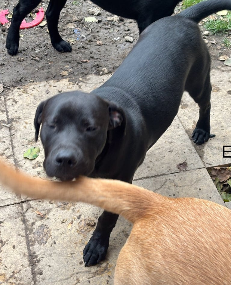 5 and 1/2 months old Staffadors Enzo and Bentley 