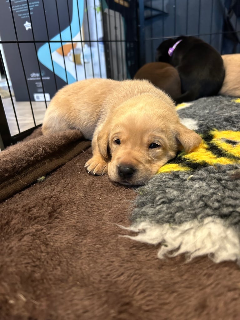 3 Labrador puppies left 