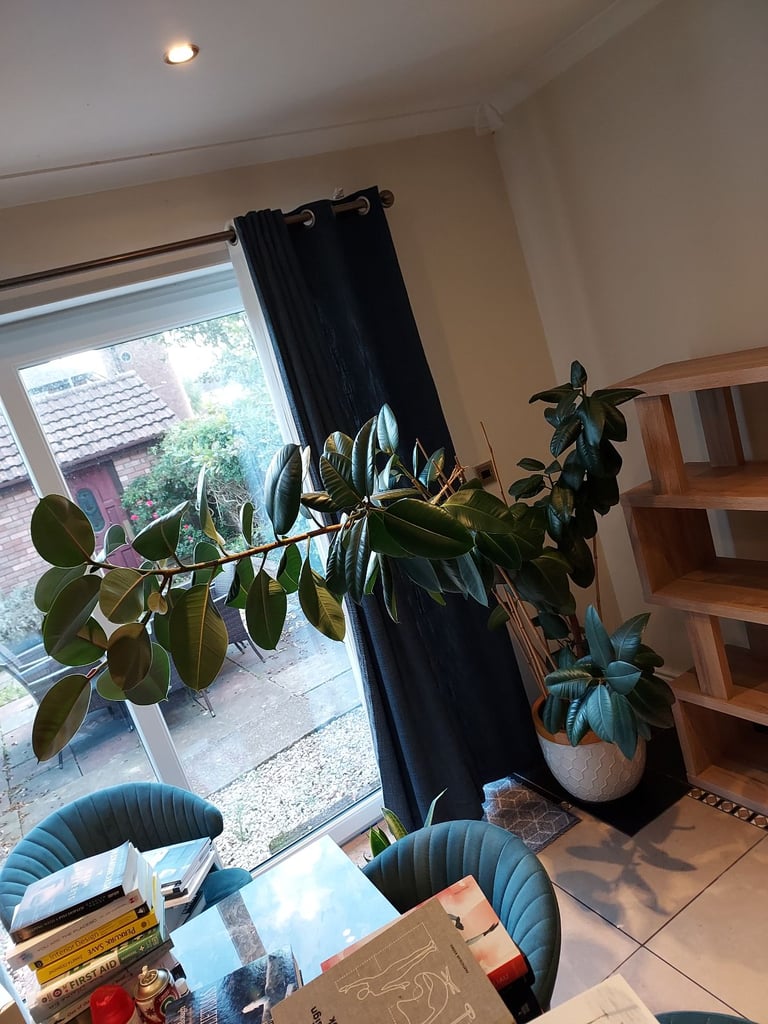 Rubben house plant