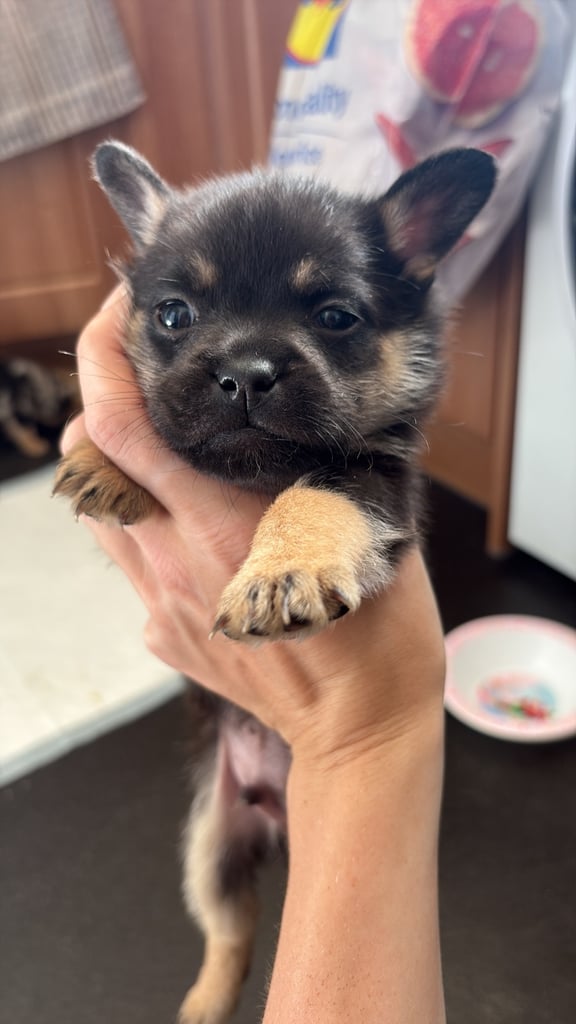 Frenchie x Pomeranian