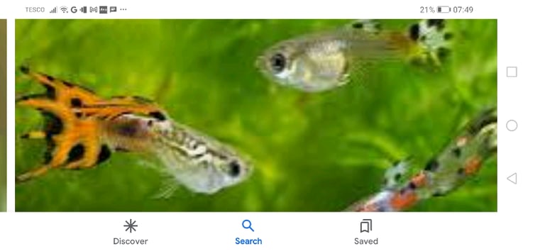 Guppies for sale £1 each